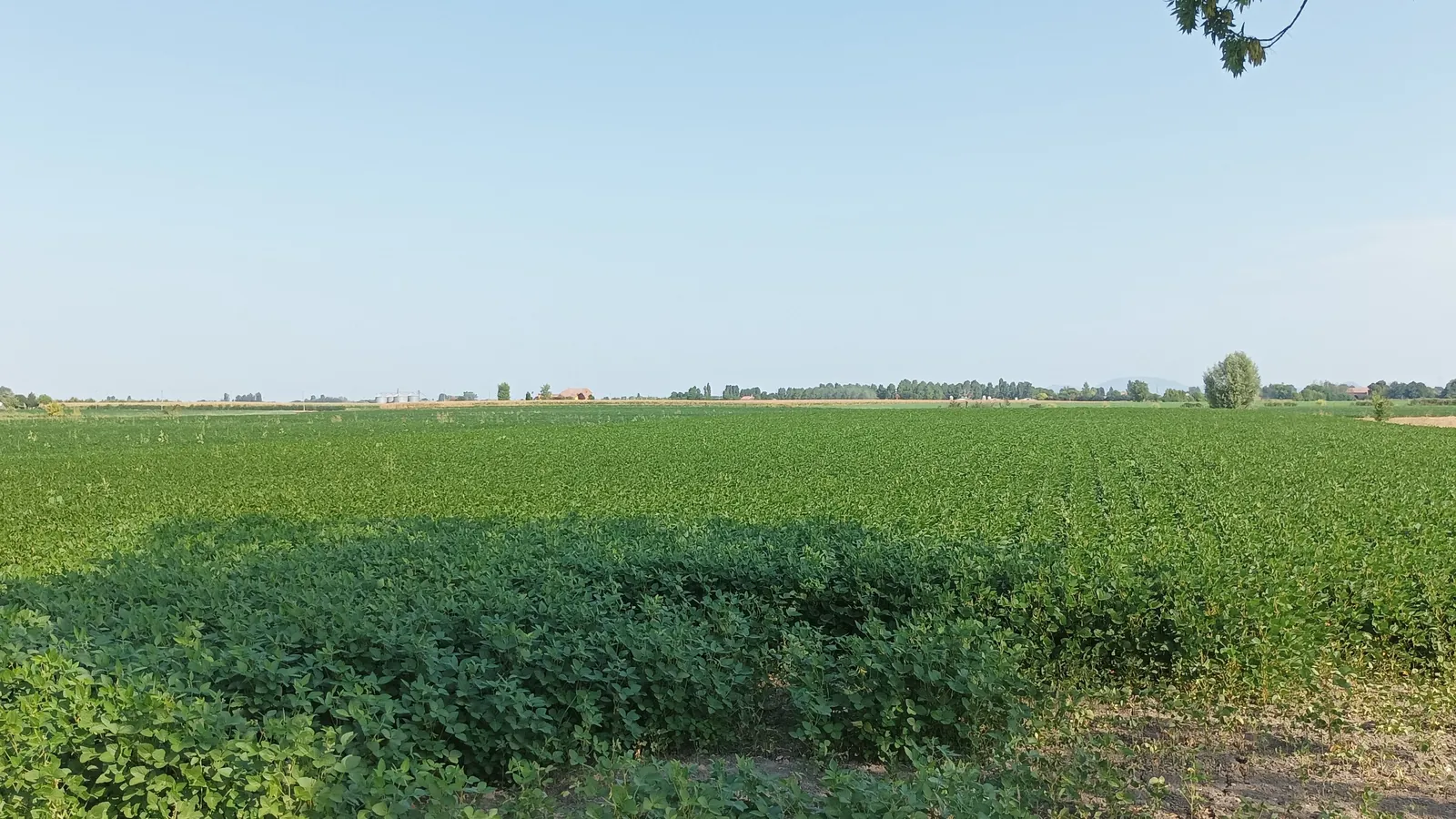 Campo coltivato a soia nella pianura di Grignano Polesine, con filari d'alberi all'orizzonte