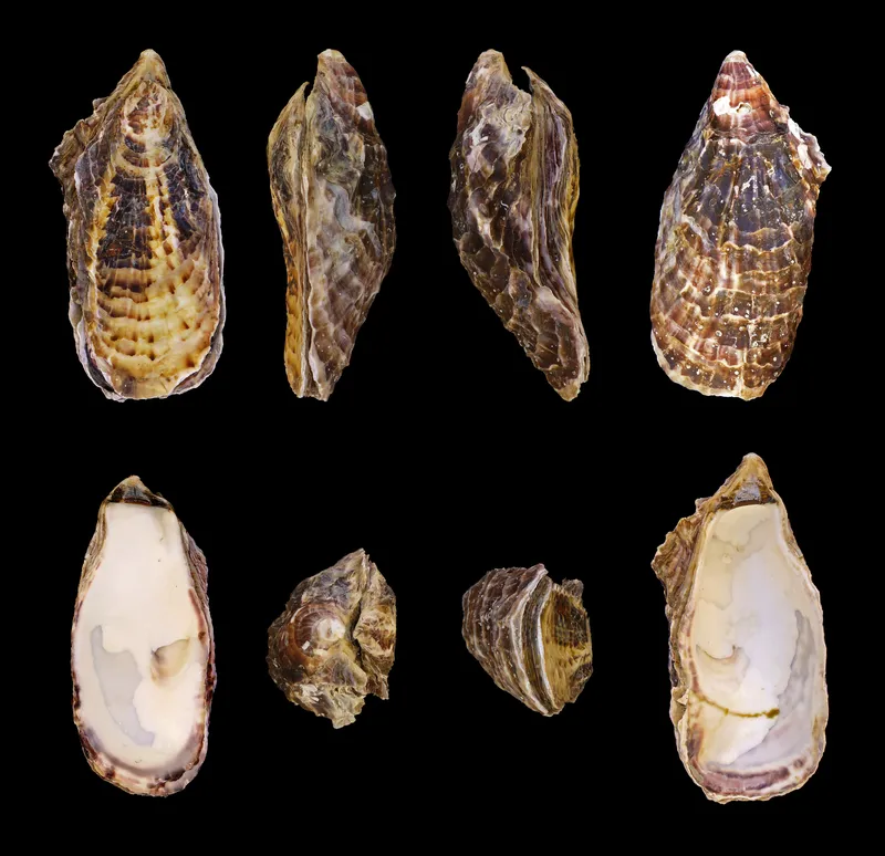 Ostrica Rosa Tarbouriech di Scardovari - Panorama del Polesine