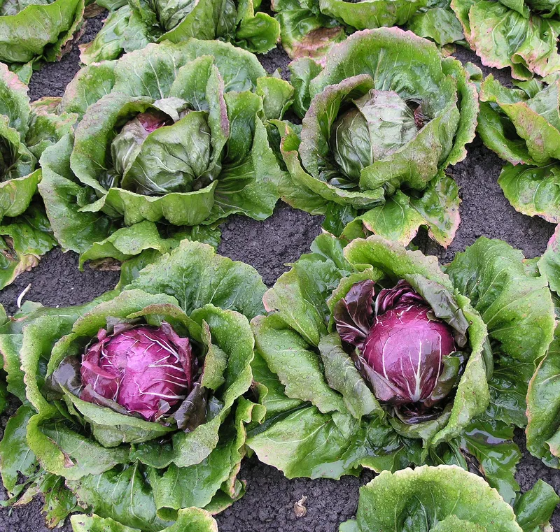 Radicchio di Chioggia IGP - Panorama del Polesine
