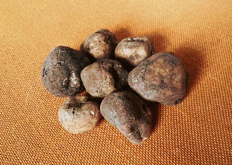 Tartufo Bianchetto del Delta del Po - Panorama del Polesine