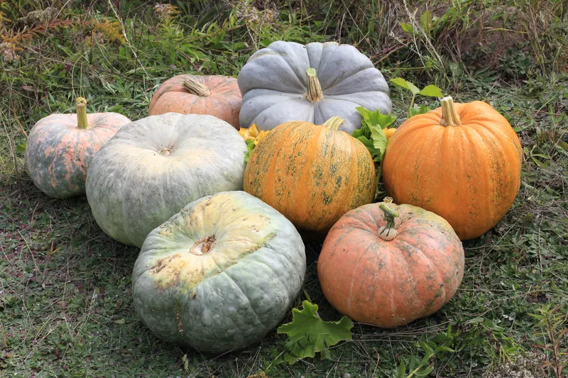 Zucca di Melara - Panorama del Polesine